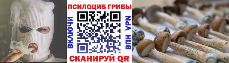 Галлюциногенные грибы Psilocybe  Славянск-на-Кубани 